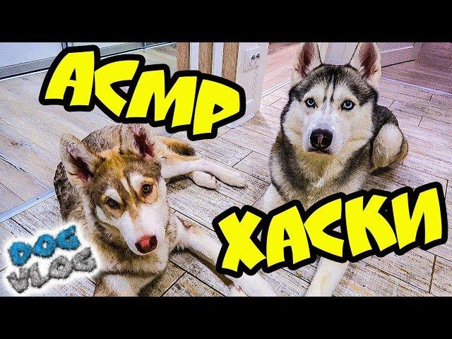 DOGVLOG: АСМР ЛОВИТЕ МУРАШКИ! РОЗЫГРЫШ РЮКЗАКА (Хаски Бандит) Говорящая собака