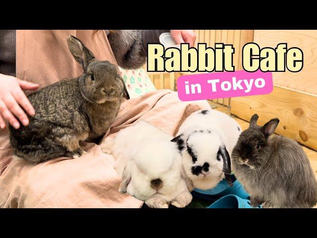 Rabbit Cafe Tokyo Japan | Japanese Bunny Cafe | Moff Rell