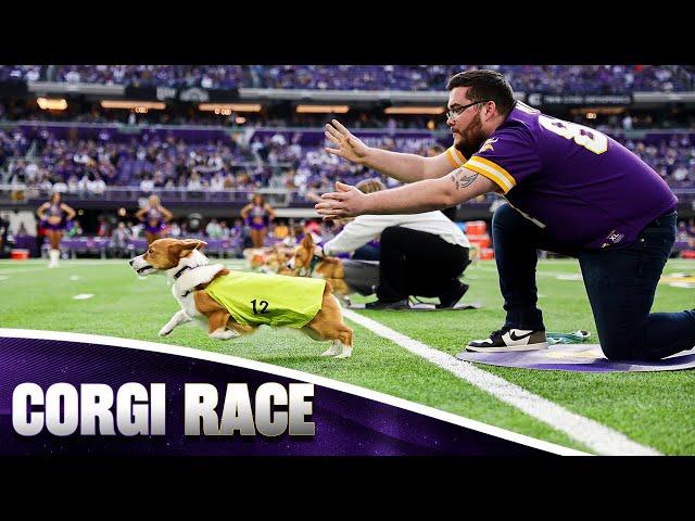 Corgi Race Gets Chaotic at Halftime | Minnesota Vikings