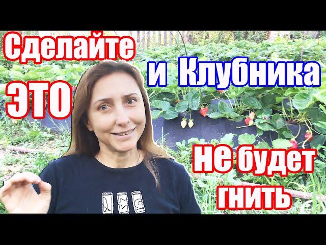 ГНИЛЬ на КЛУБНИКЕ?  Её не будет, если сделать это | ЛАЙФХАК для ОГОРОДА
