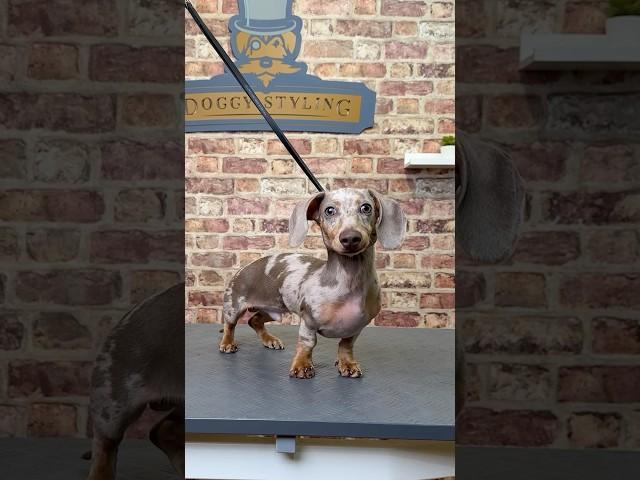 Doggy Daily Episode 432: Mustard the Dachshund   #dachshund #sausagedog #doggrooming #trend