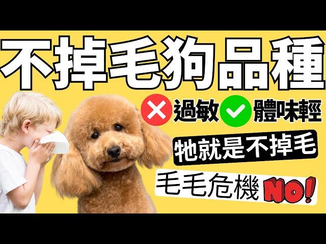 這10種狗狗都不掉毛，只養大型犬的不用看｜戴森吸塵器掃毛機器人CC