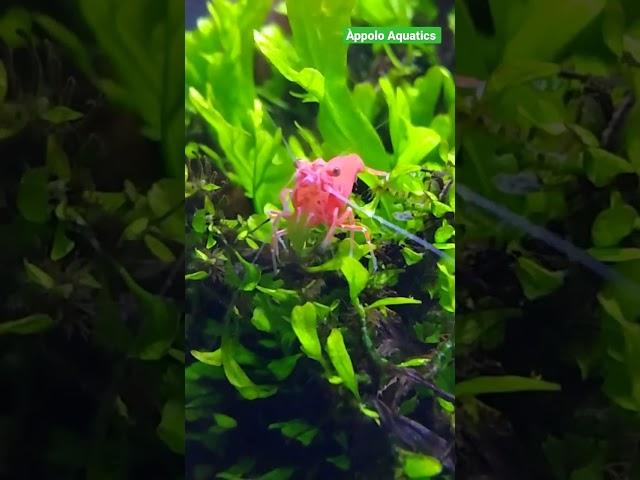 #shrimp #shrimps #shrimpkeeping #shrimptank #aquascaping #aquahobby #plantedtank  #cherryred