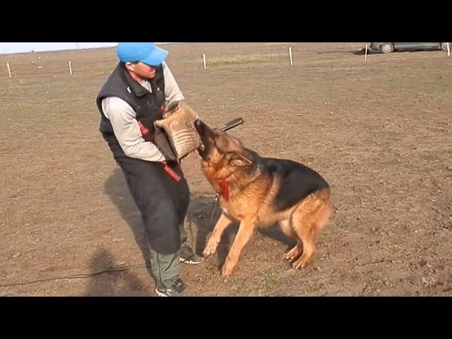 Aggression in dogs.АГРЕССИЯ У СОБАК.Немецкая овчарка.German Shepherd. Odessa.