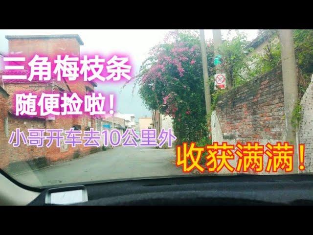 小哥开车10公里就为了“捡”三角梅枝条，这收获够加油吗？