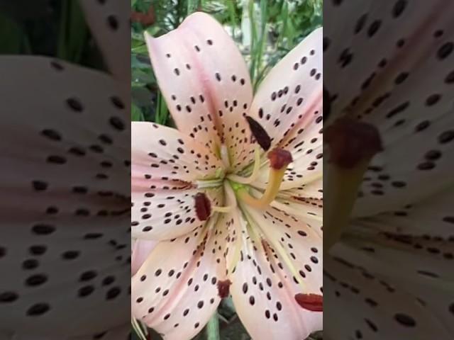 Tiger Lily - Pink