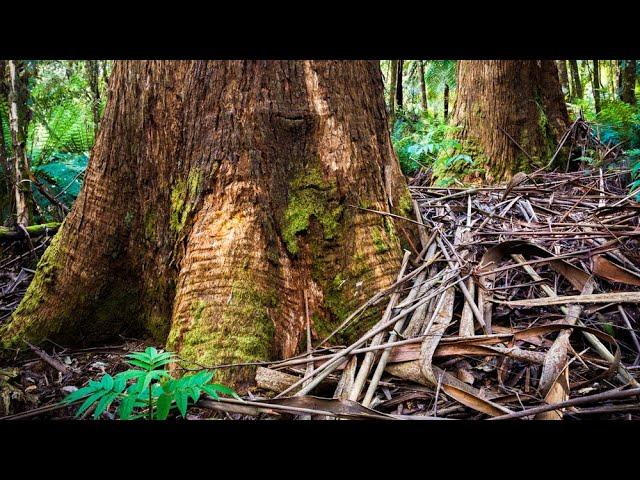 Tarra Bulga National Park landscape photography