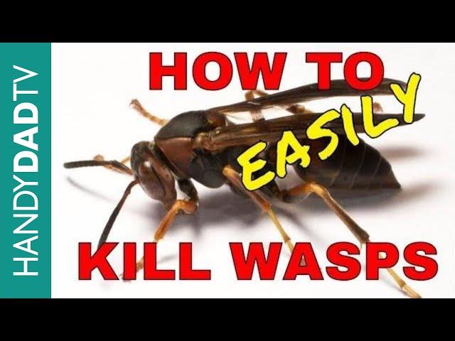 How to Kill Wasps the Easy Way