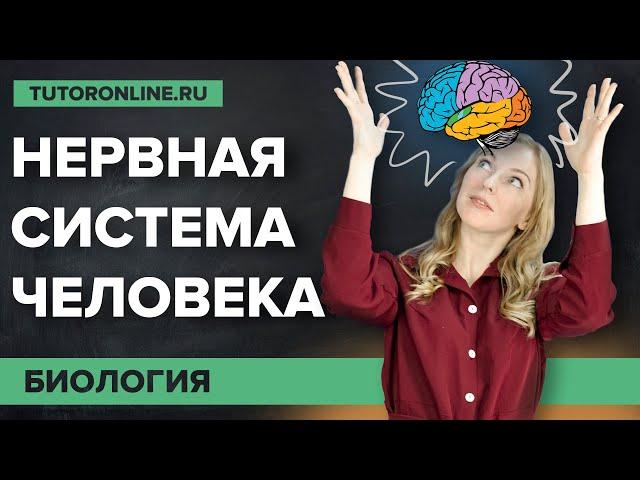 Нервная система: cоматическая и вегетативная | Биология | TutorOnline