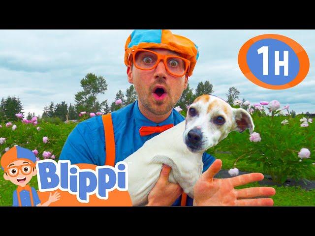 Blippi Visits an Animal Farm! | 1 HOUR OF BLIPPI TOYS | Animal Videos for Kids