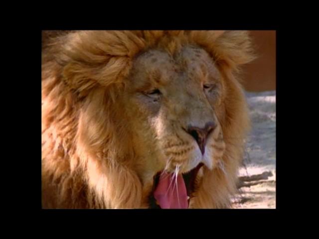 Baby Noah: Animal Expedition, Part 1 | Animal Videos for Kids | Baby Einstein