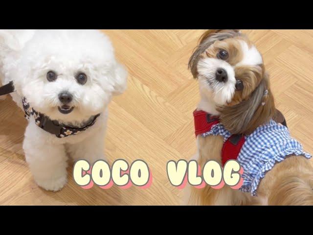 Cute Shih Tzu Dog Coco  | Daily Routine  | Vlog ️ #shorts