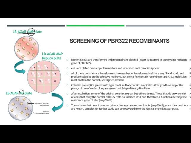 Vector for E.coli(2) | Screening of PBR322| Insertional inactivation of antibiotic resistance|