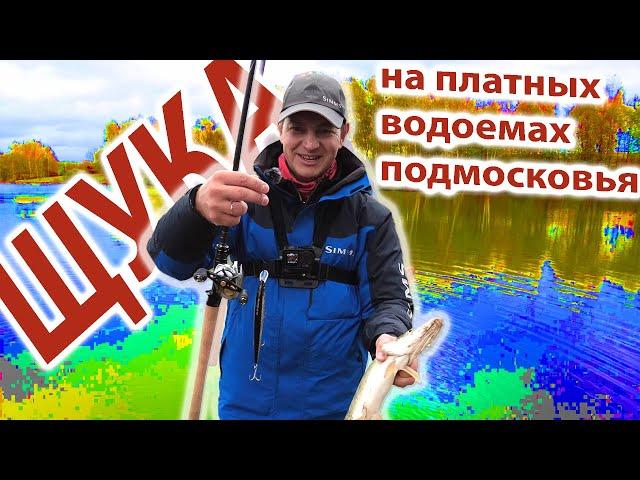 Щука на платных водоемах Подмосковья