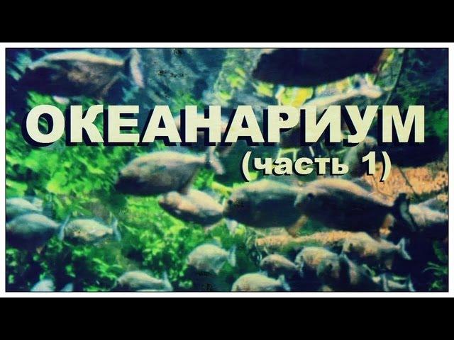 Галилео. Океанариум (часть 1)