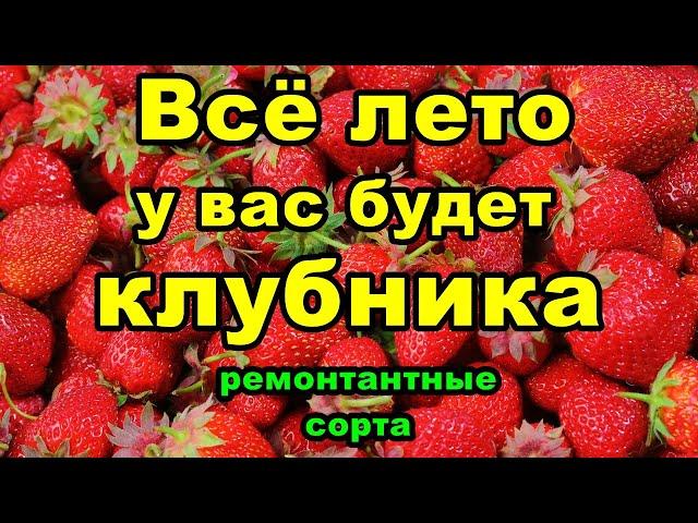 ТОП 5 ремонтантной клубники | Клубника всё лето