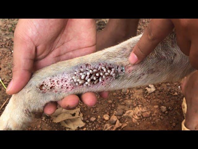 Mangoworm Removal From Dog, Remove Mangoworm On Dog | video mangoworm 2021