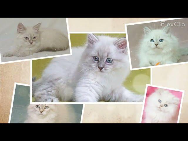 Siberian Kittens for Sale | Discover the Hypoallergenic Beauty of Siberian Cats