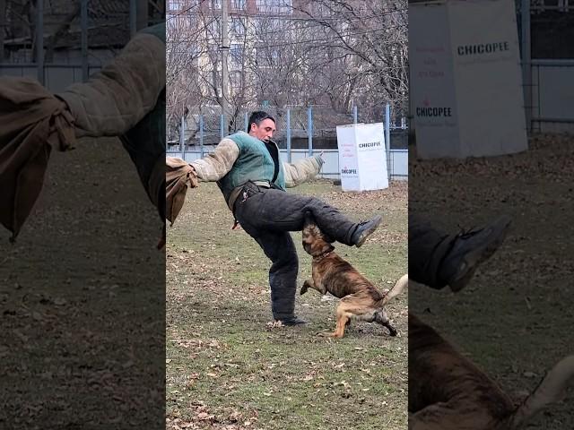 ️K9. Lightning attack of the Dutch Shepherd Herder. #GUARDODESSA Police dog training. Odessa.