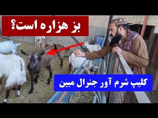 سخنان بی شرمانه جنرال مبین؛ اسم بزش را هزاره مانده است | تعصب بیش از حد یا برتری جوی قومی؟