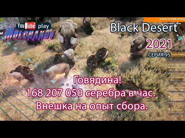 Говядина. Внешка на сбор. Black Desert Фарм серебра 2021. Лучница.