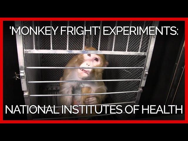 'Monkey Fright' Experiments at the National Institutes of Health: A PETA Investigation