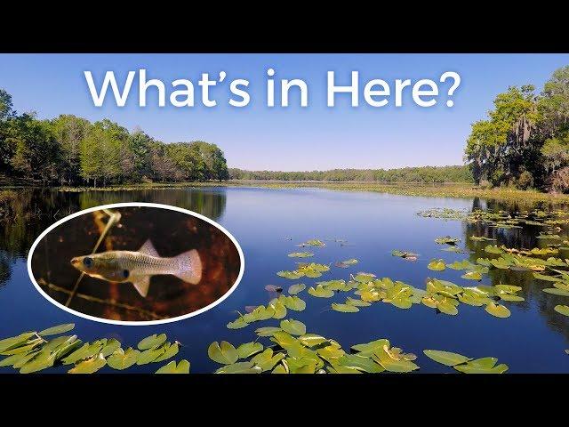 What Does A Fish Habitat Actually Look Like? — Florida Lakes