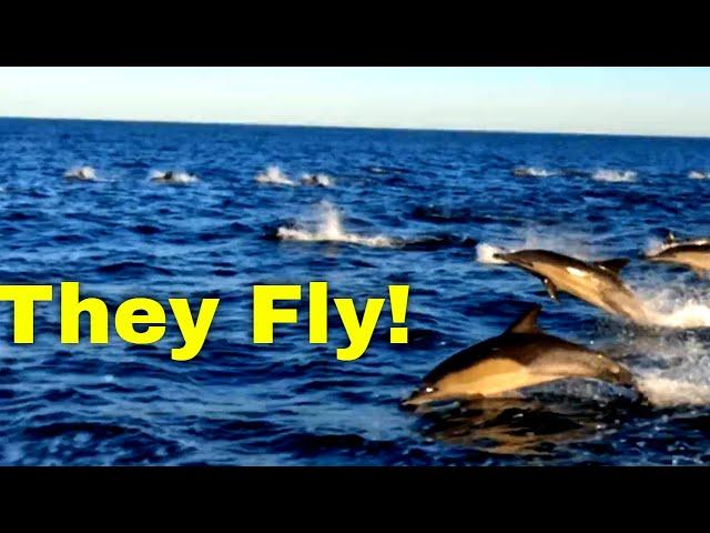 The fastest dolphin in the world | Common Dolphins