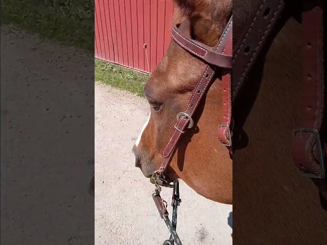 Chevyo! horse video, clip clop, handsome man #horse #equestrian #Chevyo #ClipClop