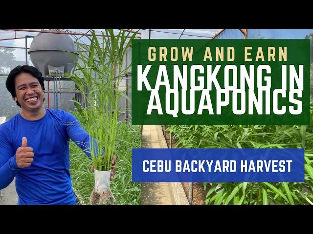 EASY WAY TO GROW KANGKONG | HOW TO GROW KANGKONG in AQUAPONICS