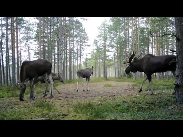 Гон лося. Звук лося. Лось, лосиха и лосята.