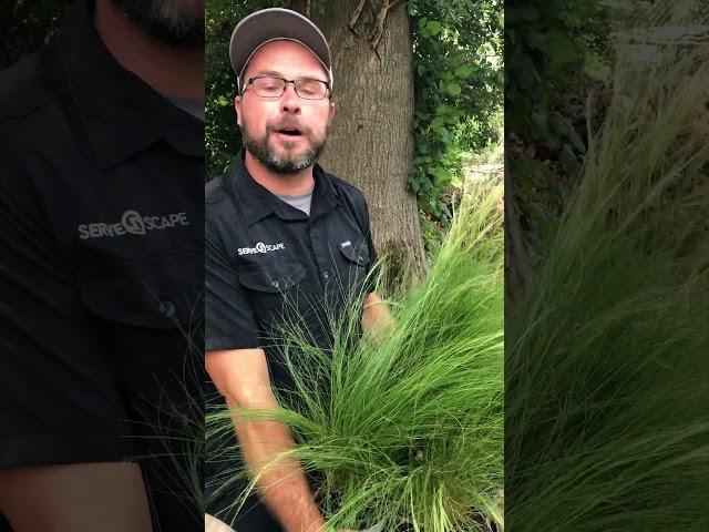 Mexican Feather Grass - Delivered to Your Door by ServeScape.com (Link in Comments)