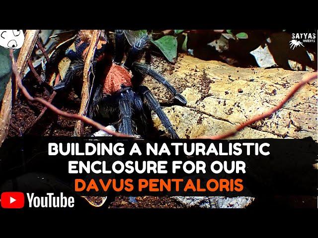 DAVUS PENTALORIS NATURALISTIC ENCLOSURE GUIDE