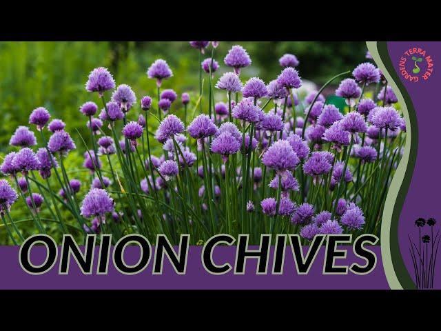 ONION CHIVES Information & Growing Tips! (Allium schoenoprasum)