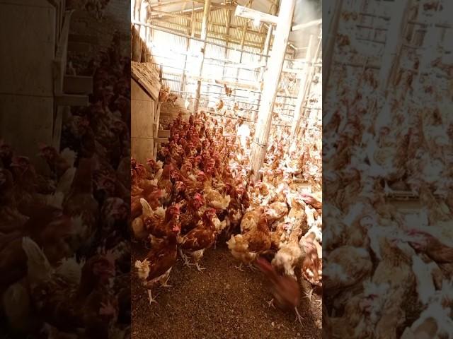 Alovera Magic #farmer #layerchicken #farming #chiicken #farm #agriculture #poultryfarming #poultry