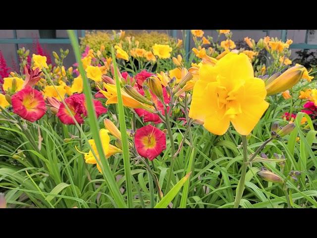 Hemerocallis 'Yellow Bouquet' (Daylily) // A GREAT BLOOMERwith Cheery, Semi-Double Fragrant Flowers