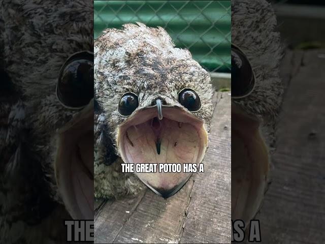 Great Potoo the South American Ghost Bird #shorts