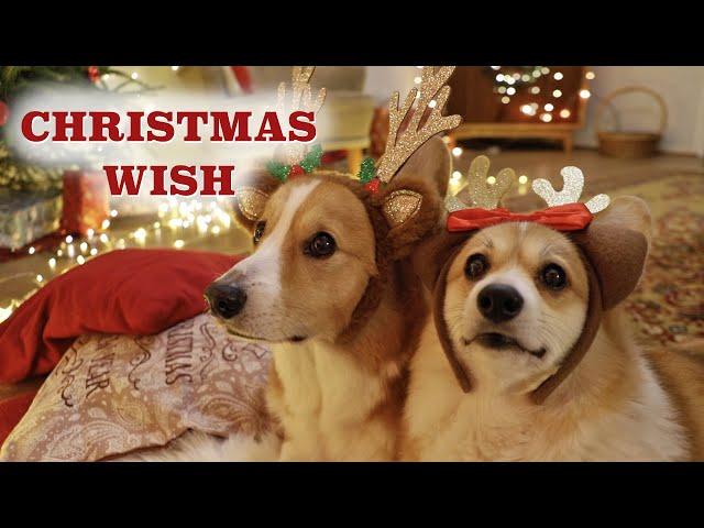 A WISH FOR CHRISTMAS - Topi the Corgi