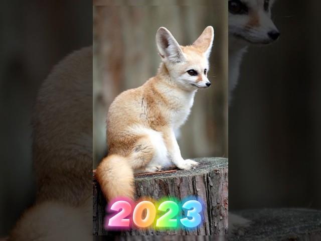 2023 fennec fox  VS 5000 bce fennec fox #shorts #ytshort #youtubeshorts  #mrbeast #mrindianhacker