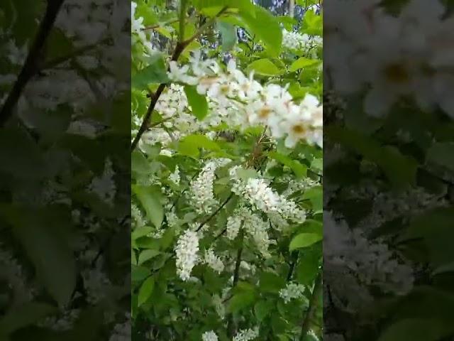 "Ох весна" Александр Бардин( группа САДко).