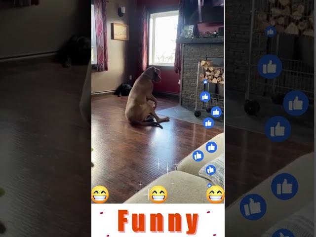 Dog Funny Moments #dogs #comedy #funny