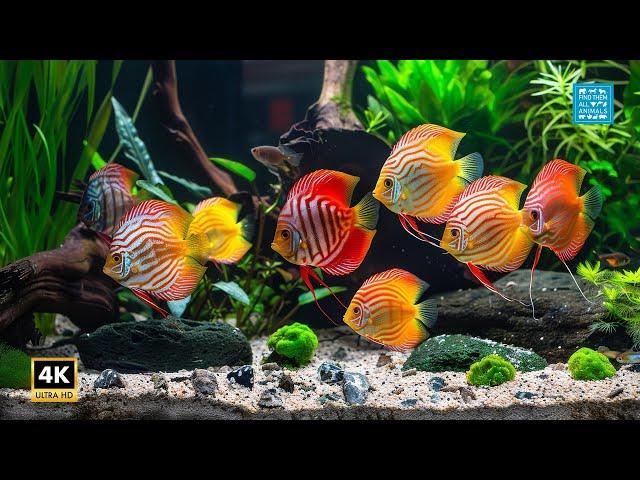 Aquarium 4K Live | 12 Hours Relaxing Aquarium, Coral Reef & Fish Tank with Meditation Music