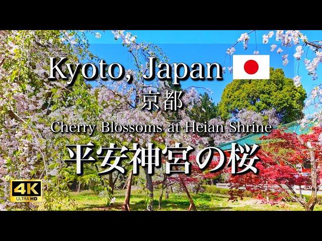 KYOTO VLOG ️ Walking Tour in Heian Shrine | Beautiful Cherry Blossoms