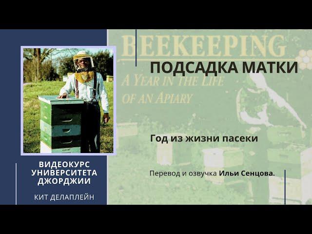 Приемы осмотра пчелосемьи и подсадка матки (Университет Джорджии, США)