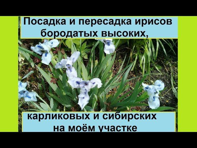 Пересаживаю свои ирисы. Посадка и пересадка карликовых, сибирских и обычных ирисов.