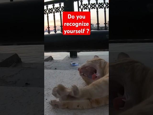 ED SHEERAN - Homeless cat in Ras Al Khaimah, UAE #cat #cats #EdSheeran #emirates #pet #ae #UAE #pets