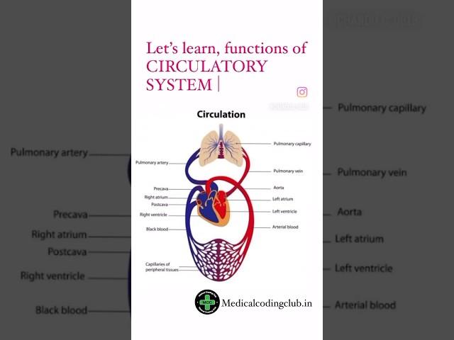 Medical coding Interview Questions for Freshers! Learn the functions of human organ systems