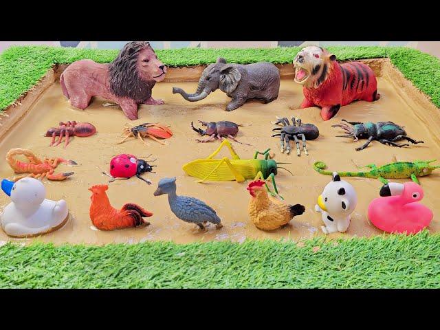 Struggle for Survival: Birds, Insects, and Big Jungle Animals Stuck in Mud! 