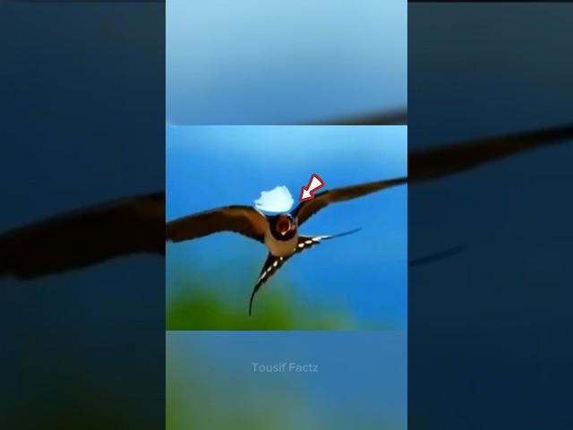 Power Of Ababeel Bird