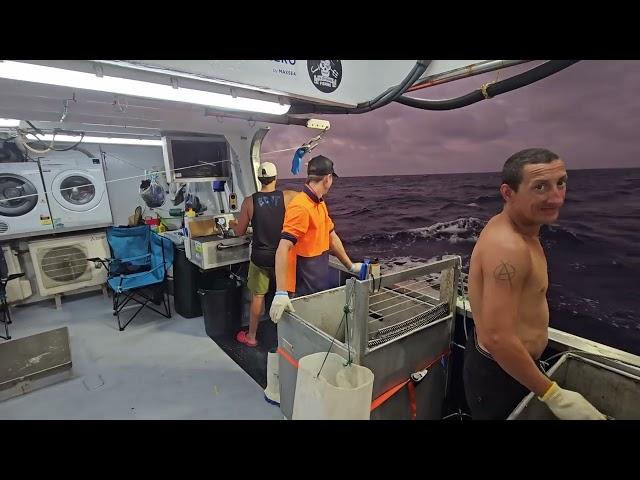 Tk and the boys run across some large squid eating their giant Tuna - Offshore Fishing - Episode 14